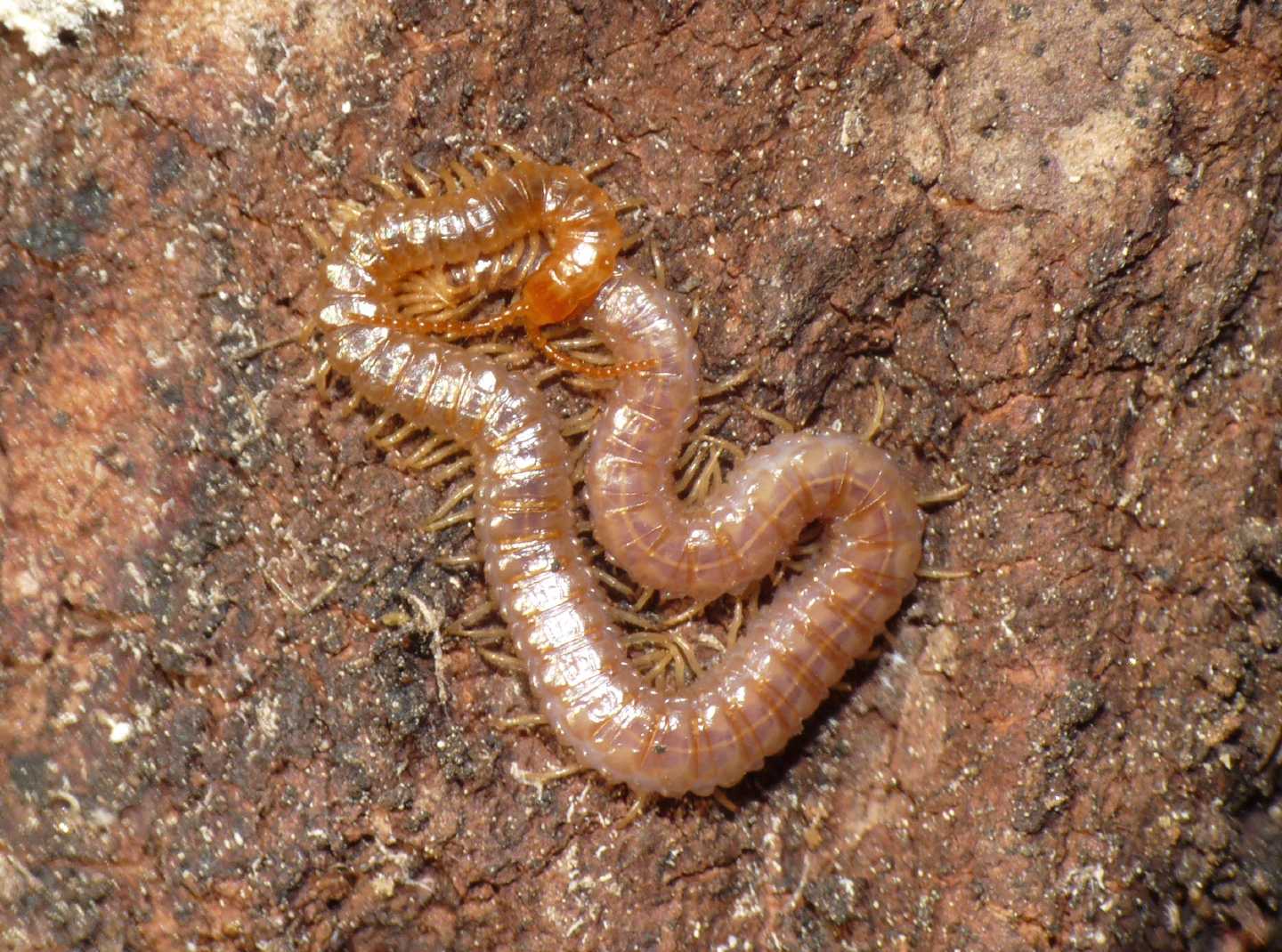 Geophilidae sotto la corteccia